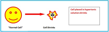 2421_Effects of A Hypertonic Solution.jpg